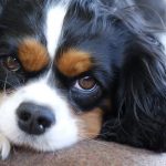 Cavalier King Charles