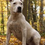 American Staffordshire Terrier