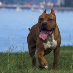 American Staffordshire Terrier