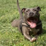 American Staffordshire Terrier