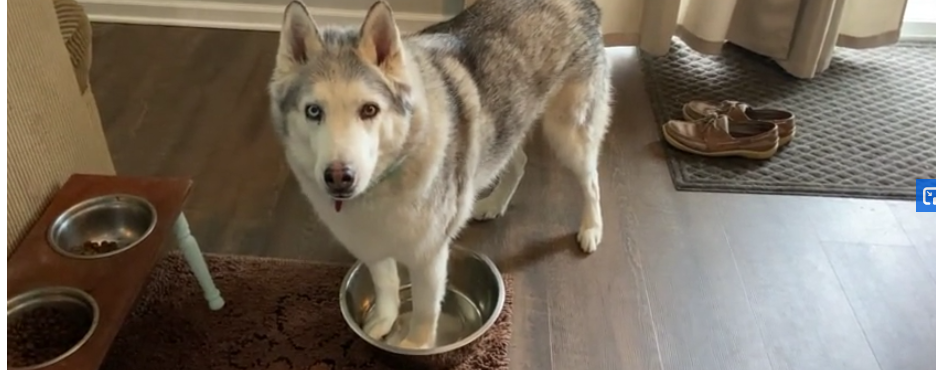 Zeus réclame de l'eau.