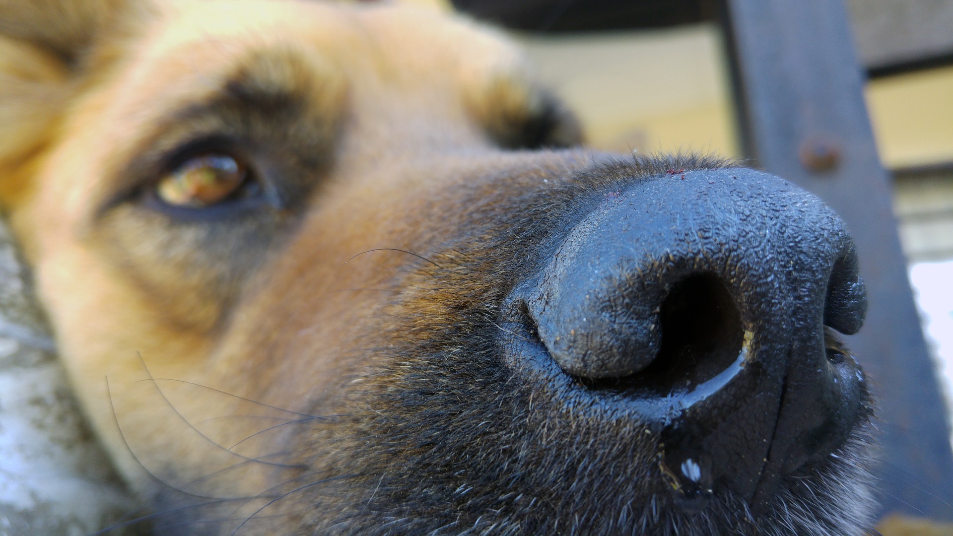 Chien avec le nez qui coule.