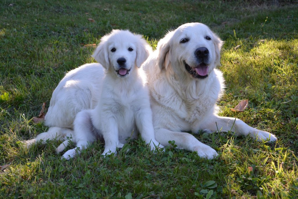 Photo du Golden Retriever et son chiot.