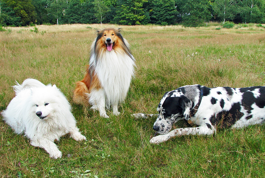 Groupes de races de chiens.