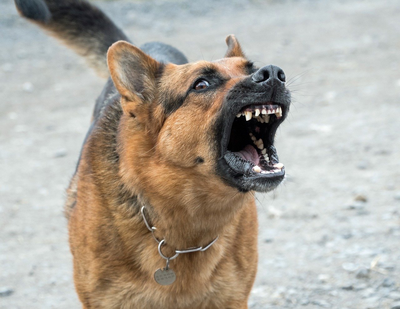 Agressivité chez le chien.