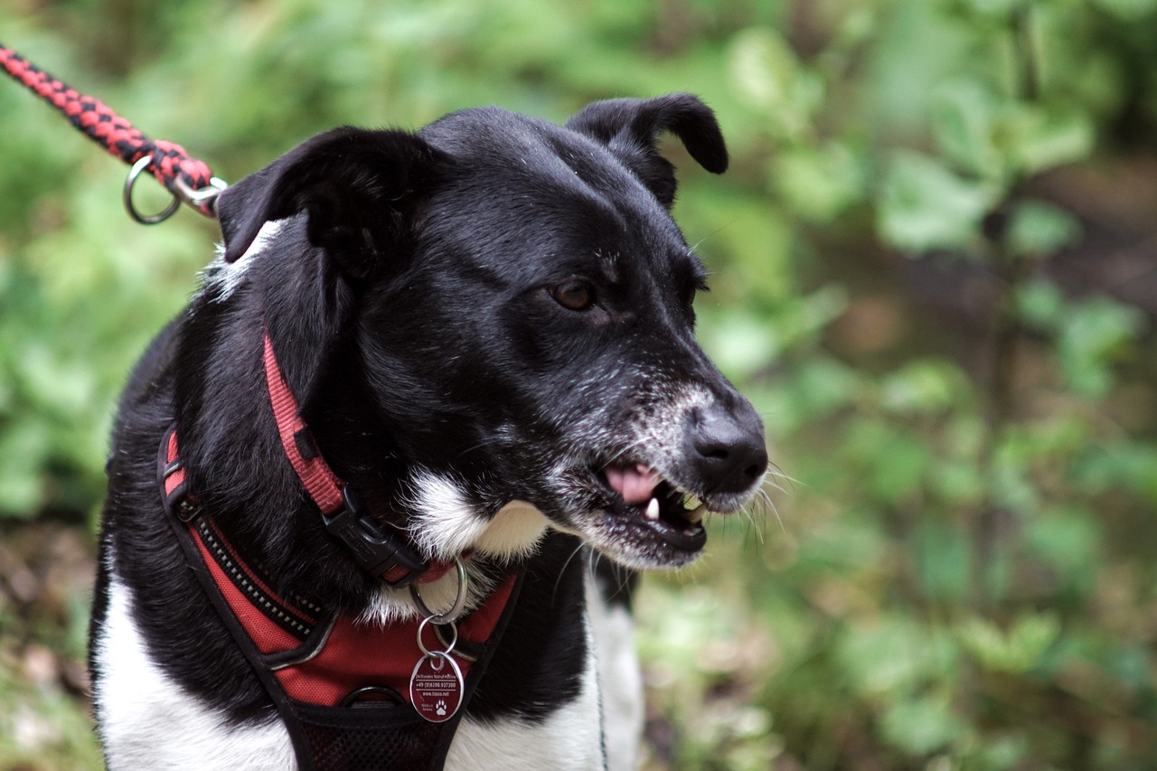 Pourquoi un chien est agressif?