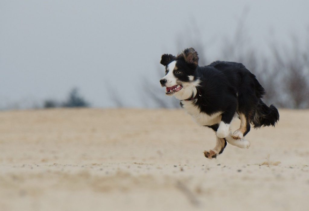 Le border collie.