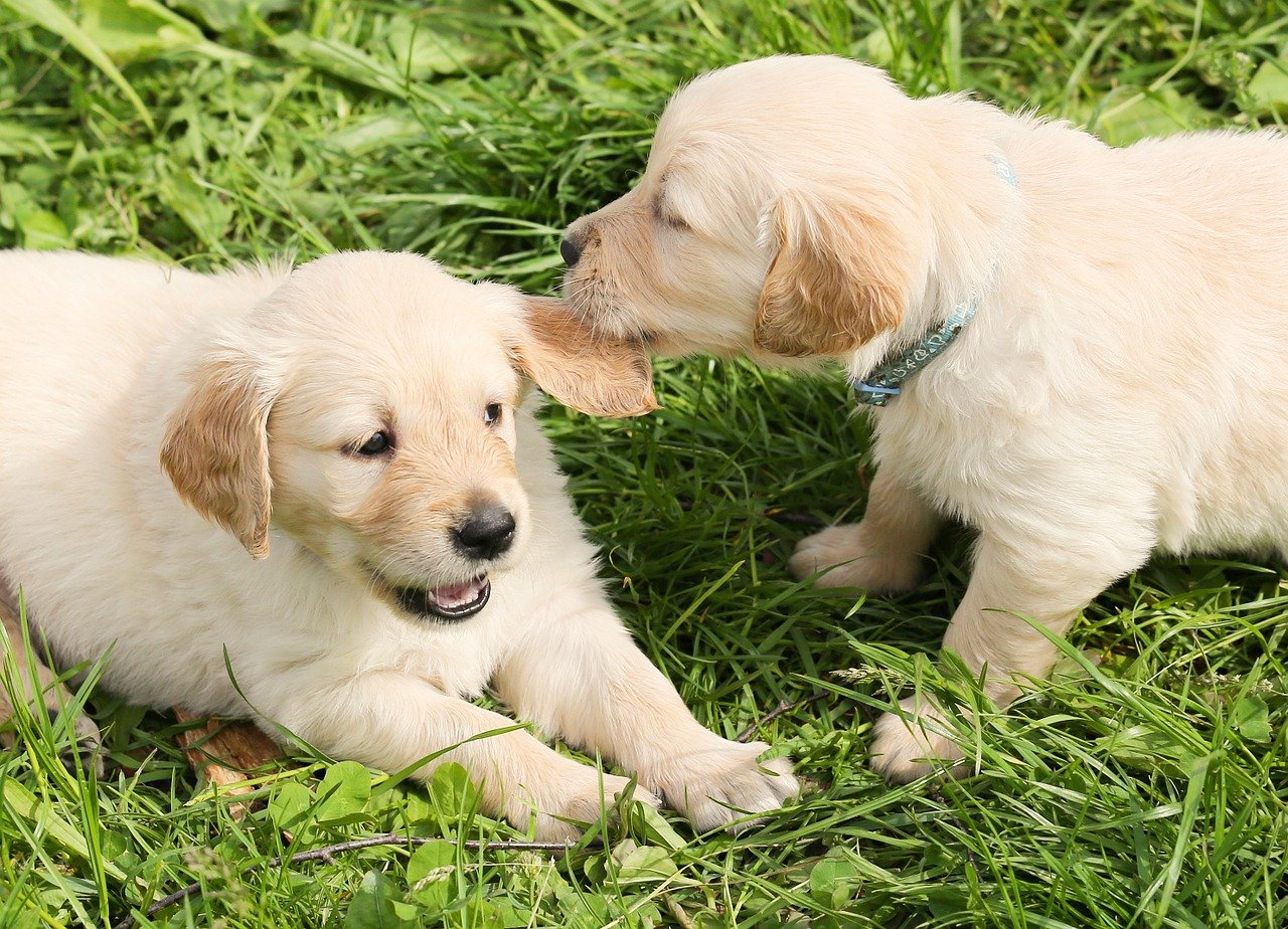 Chiens qui jouent à la bagarre.