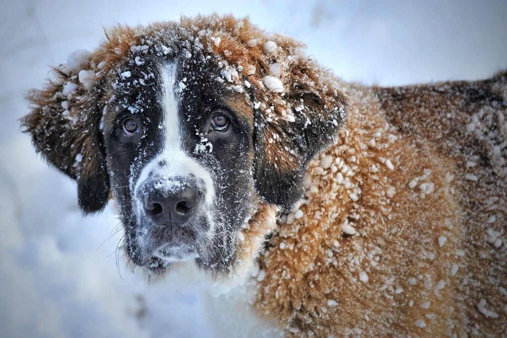 Saint Bernard dans la neige