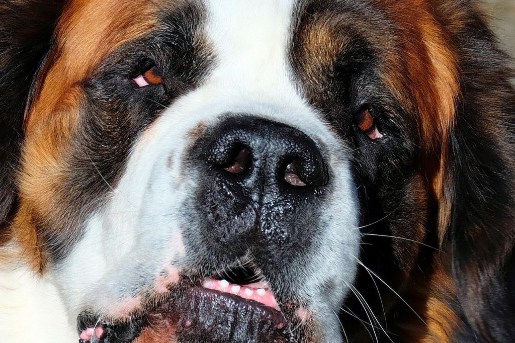 Saint Bernard