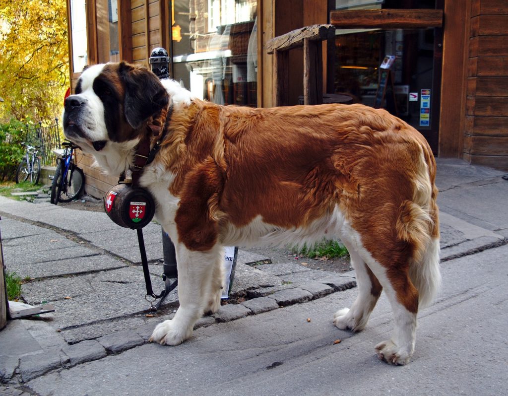 Le Saint Bernard est un chien secouriste.