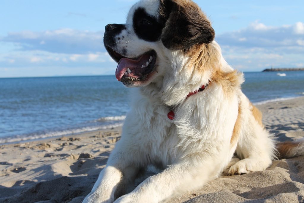 Saint Bernard à la plage