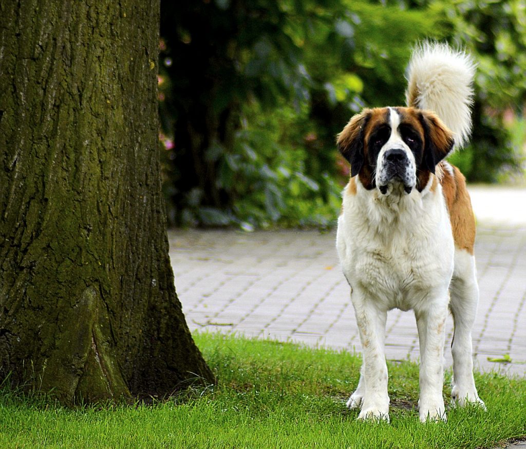 Le chien Saint Bernard.