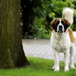 Le chien Saint Bernard.