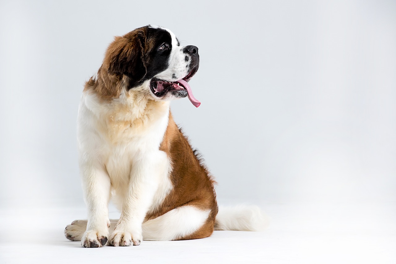 Le Saint Bernard