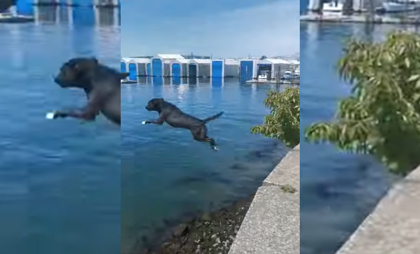 chienne plongeon dans la mer