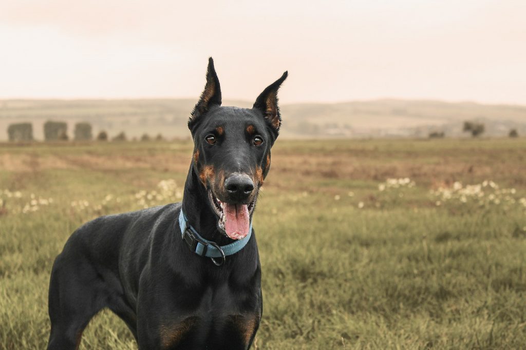 Le Doberman