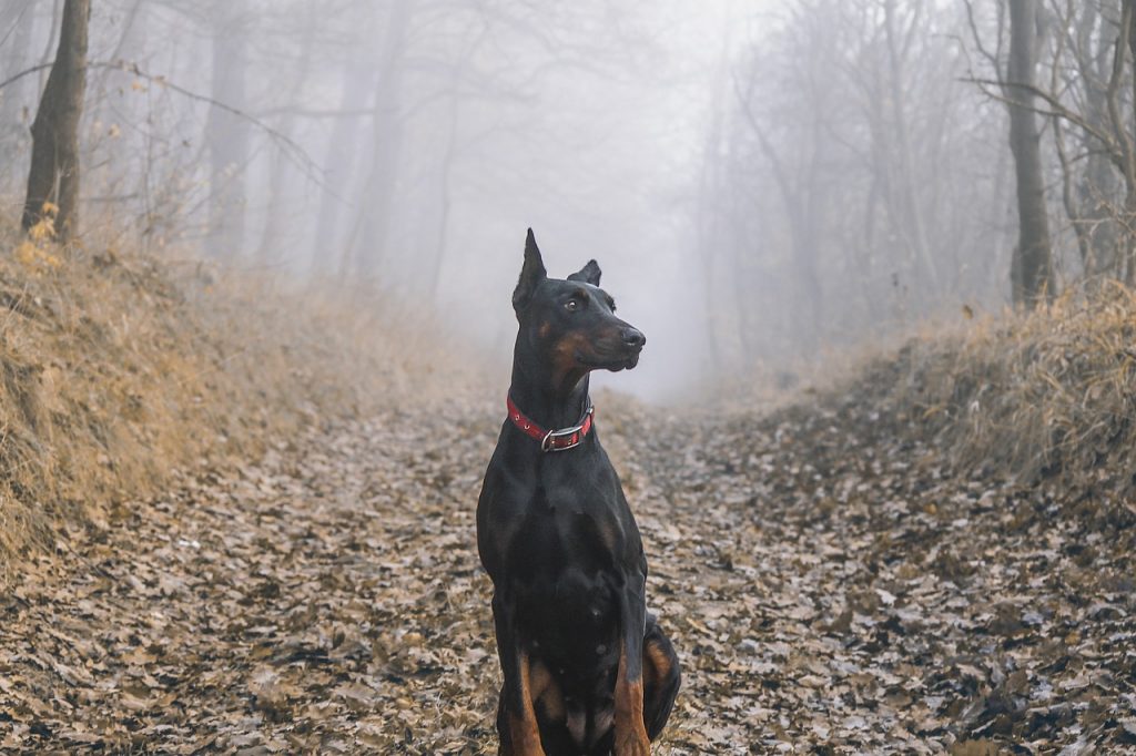 Le Doberman