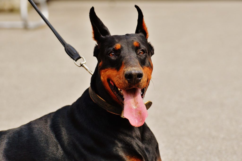 Le Doberman