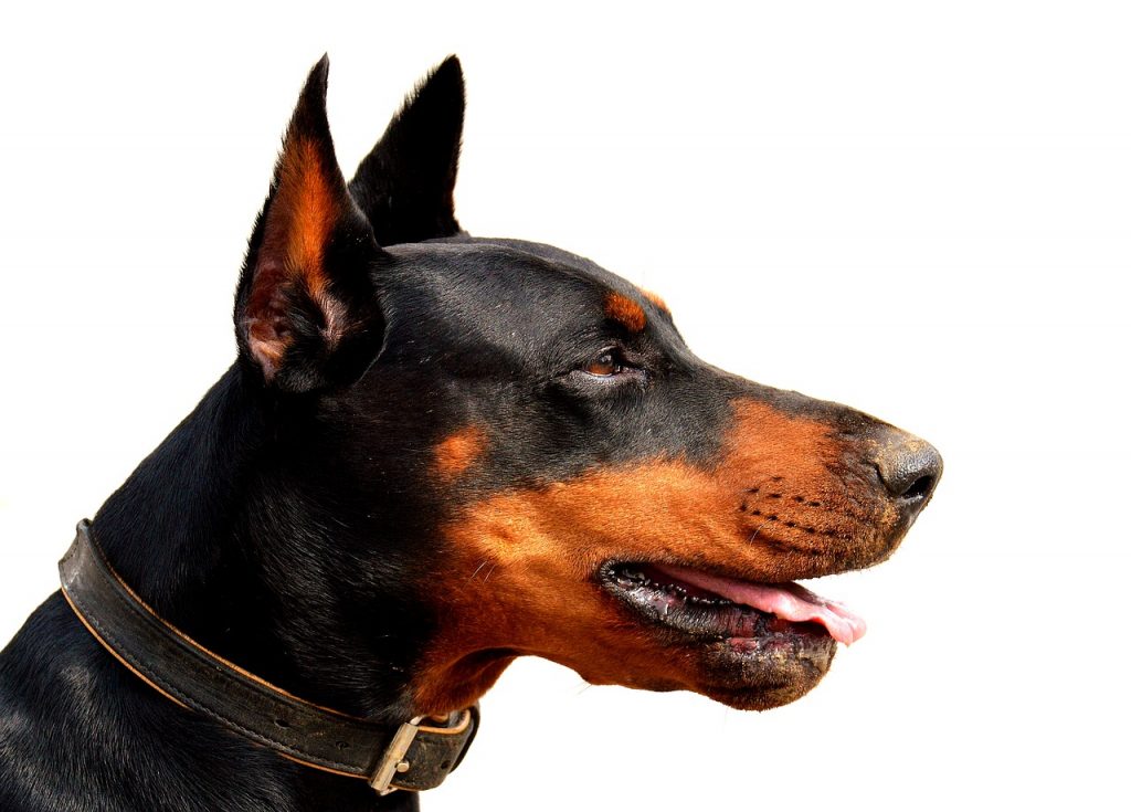 Le Doberman