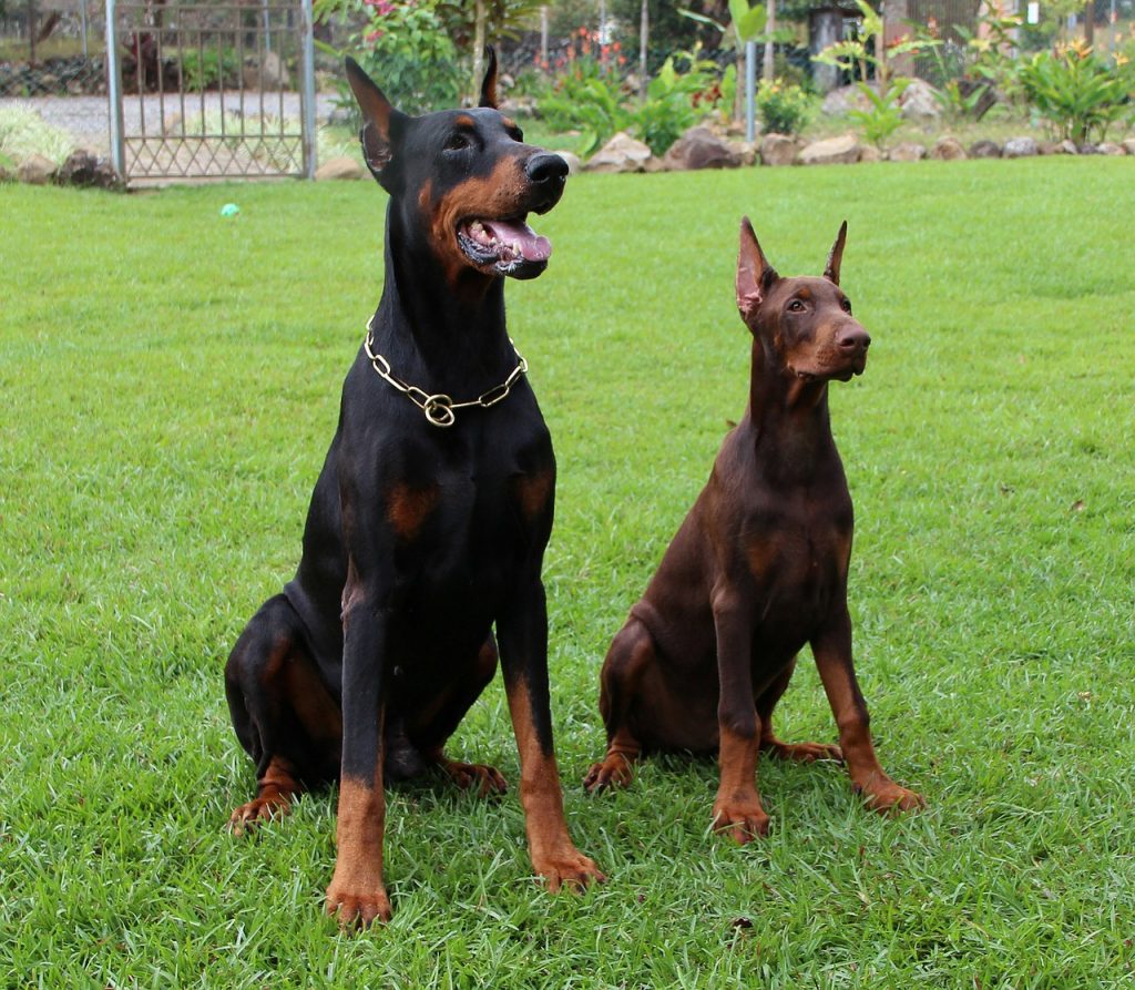 Le Doberman