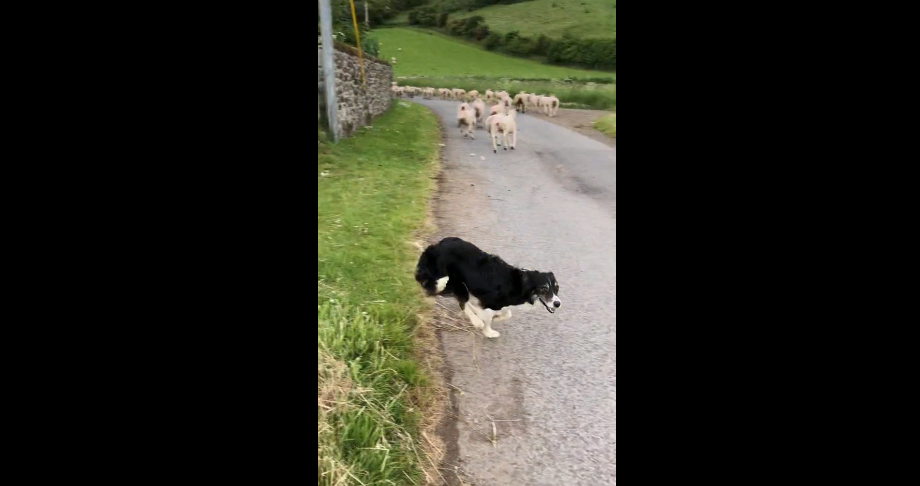 Un chien de berger au travail (Ecosse)