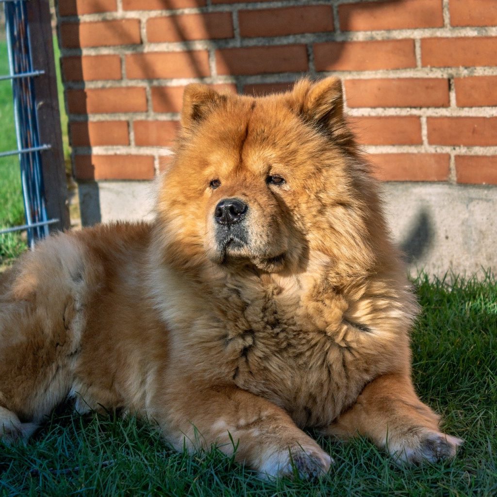 Chow-chow 5