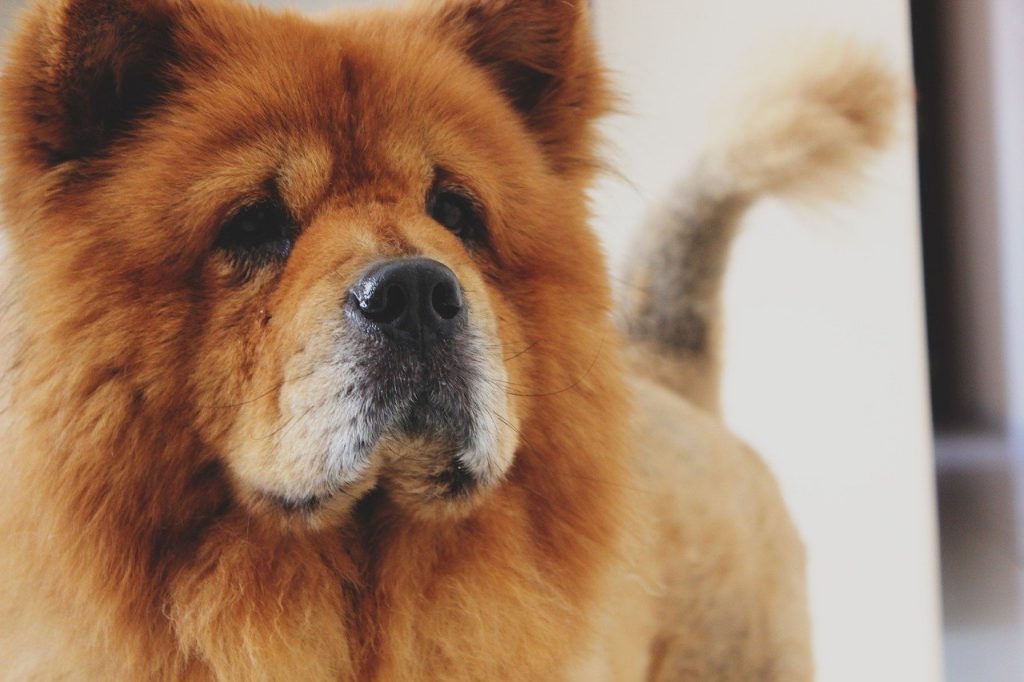 Chow-chow 6