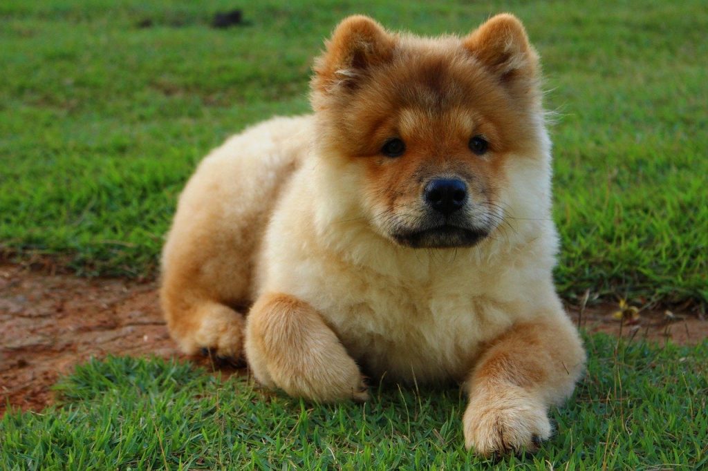 Chow-chow 4