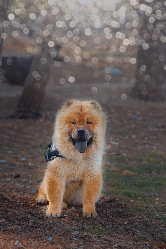 Chow-chow 2