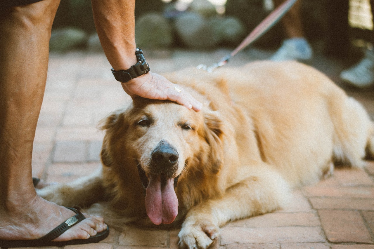 croquettes pour chien stérilisé