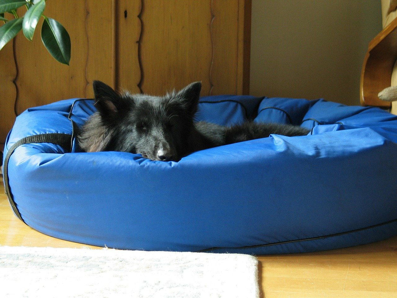 Chien couché dans son panier