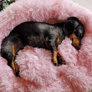 Coussin pour chien ultra confortable