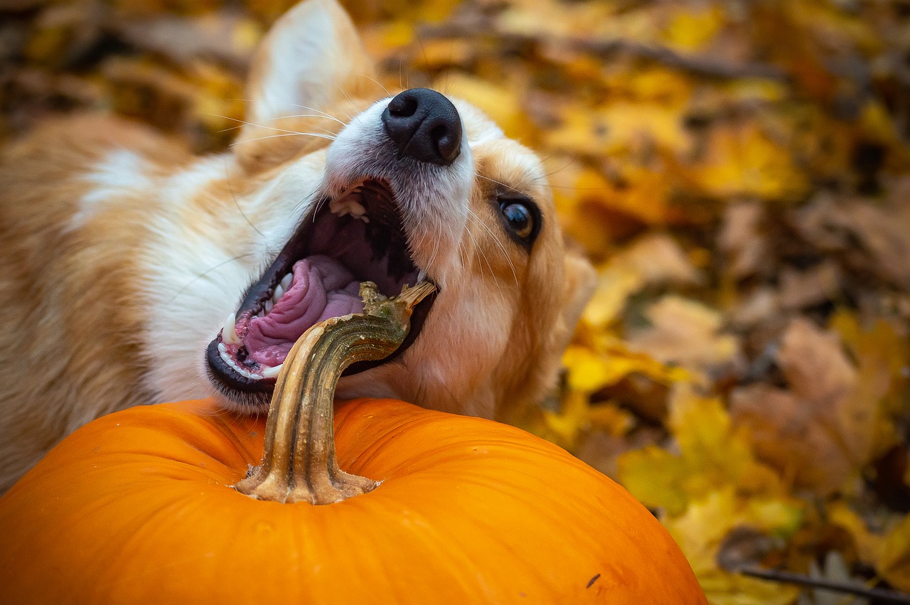 Un chien carencé peut lécher beaucoup