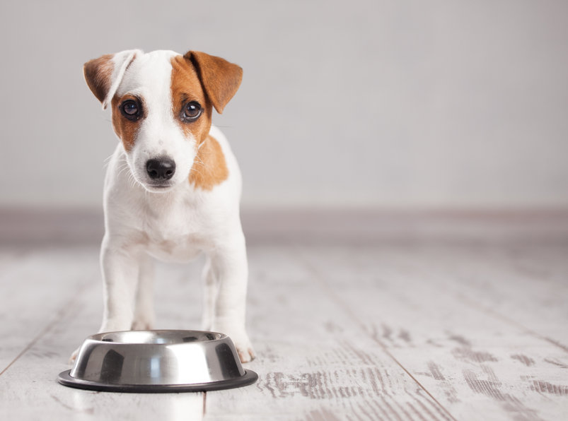 Avantages des croquettes pour chien