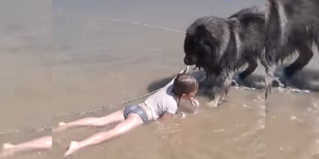 chien tire un enfant hors de la mer