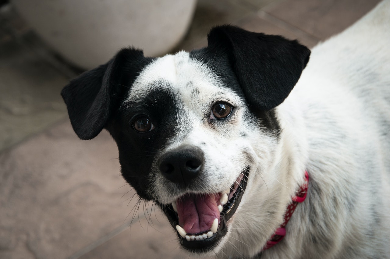 diabète chien et mauvaise haleine