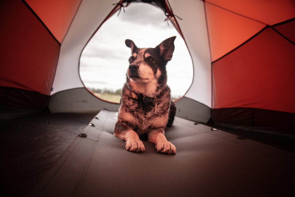 Camping avec son chien