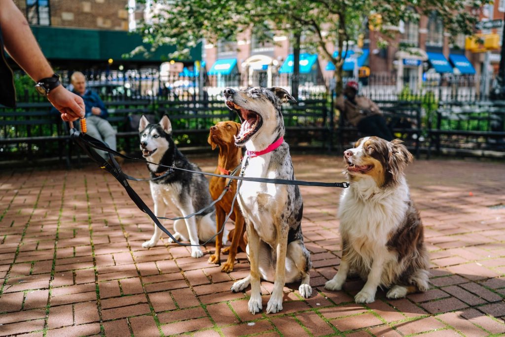 Journée internationale du chien