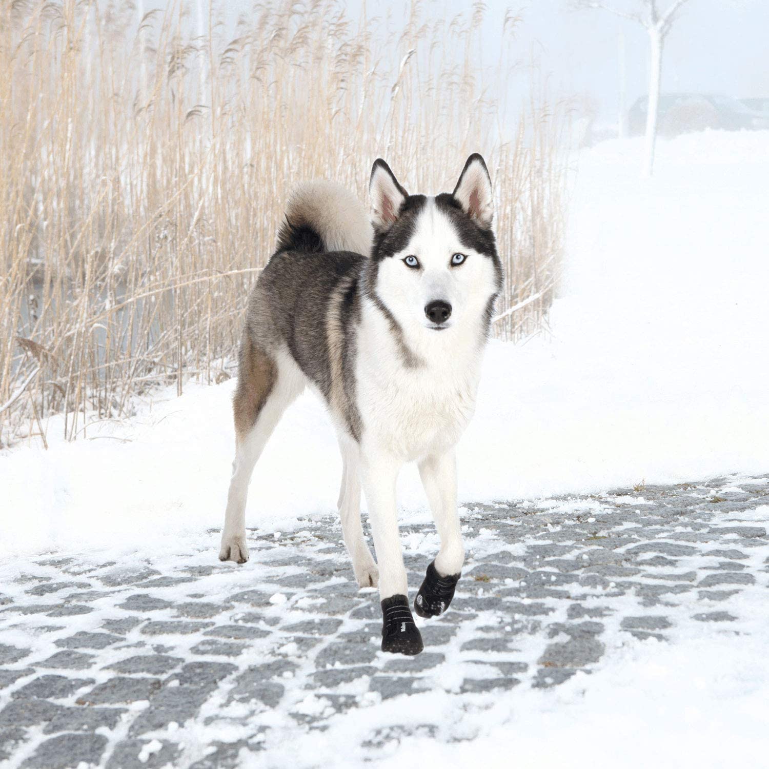 protection pattes de chien