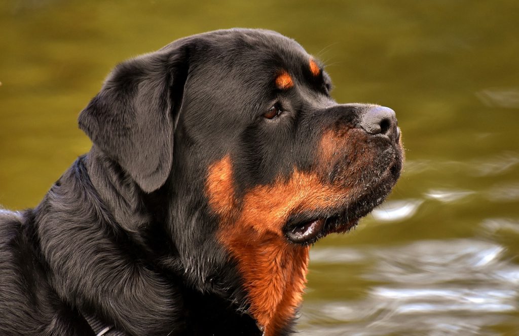 Rottweiler 4