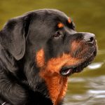 Rottweiler 4