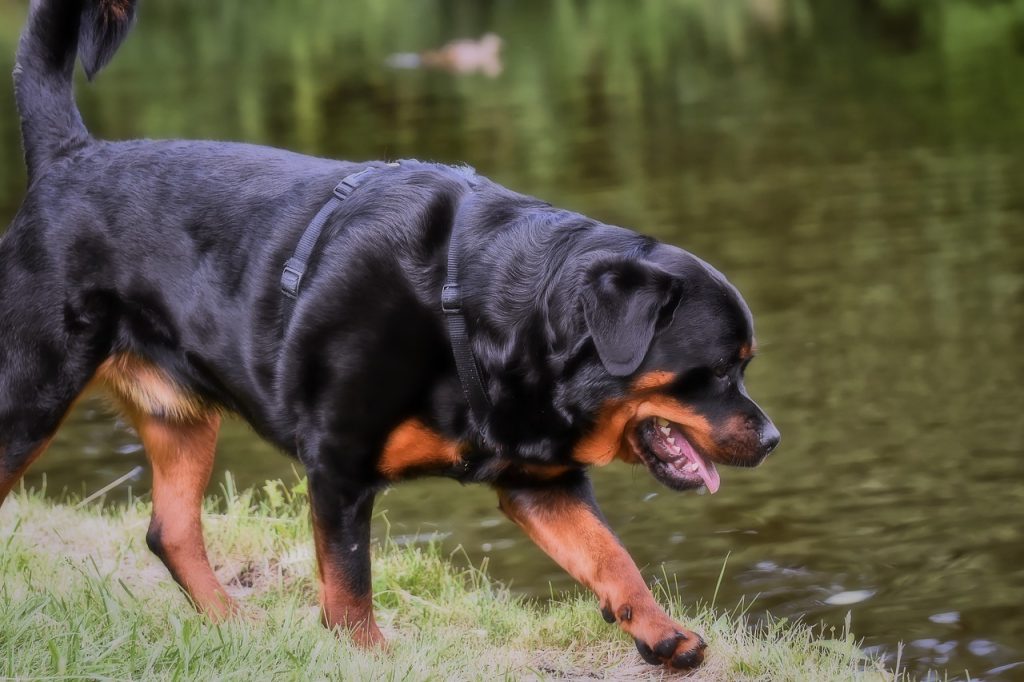 Rottweiler 6