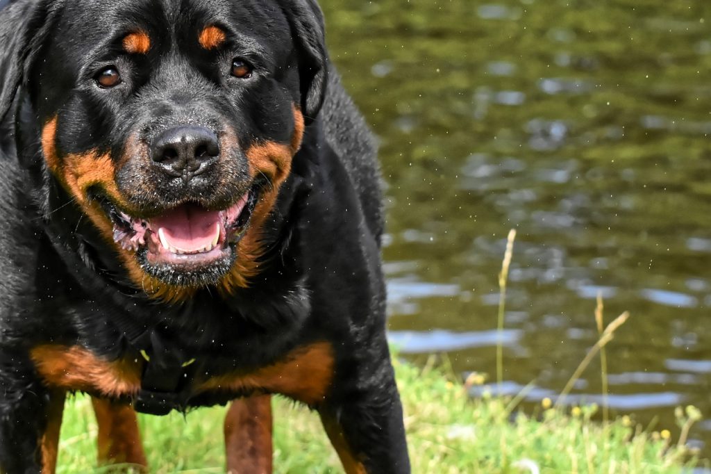 Rottweiler 7