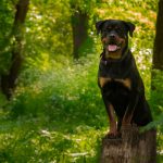 Rottweiler 9