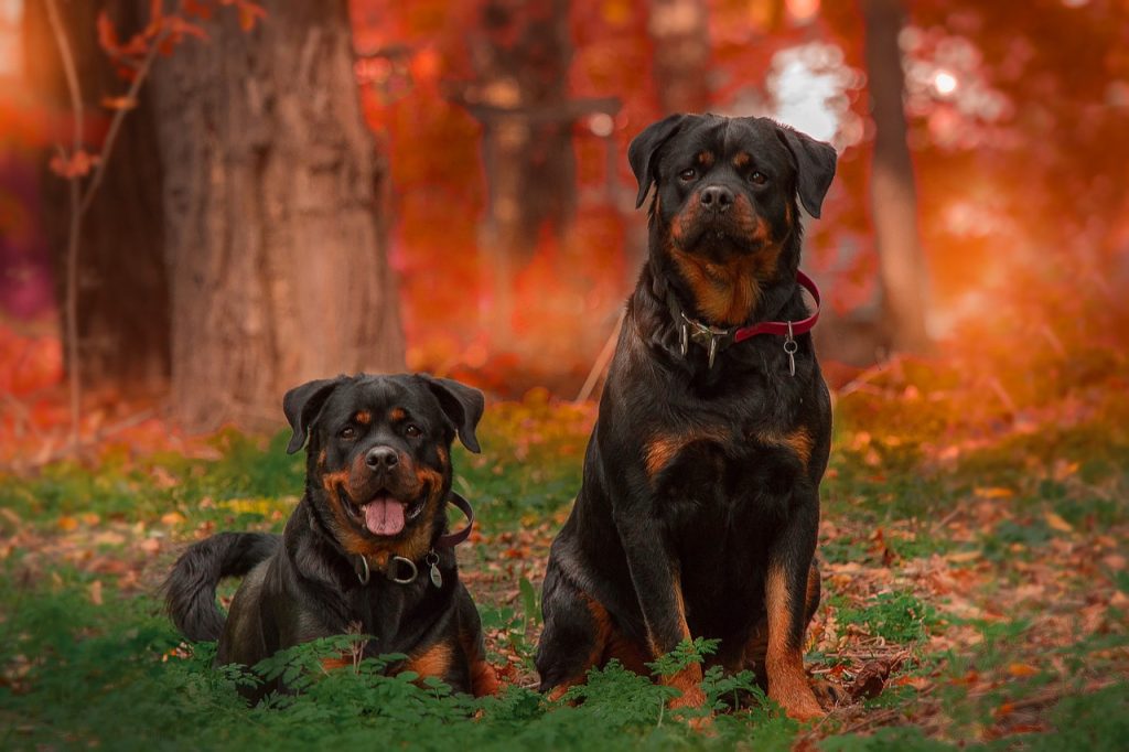 Rottweiler 5