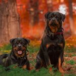 Rottweiler 5