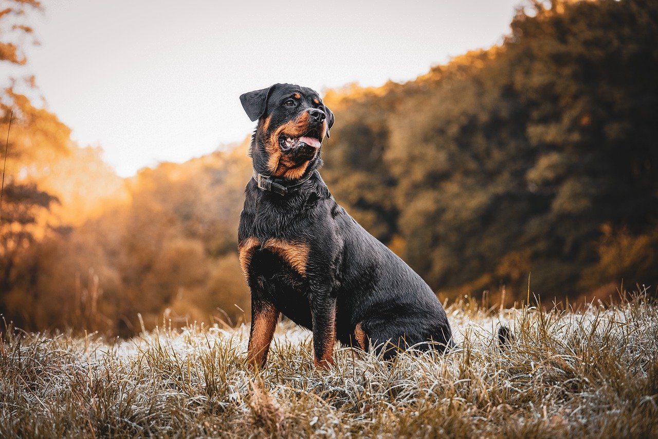 Rottweiler 1